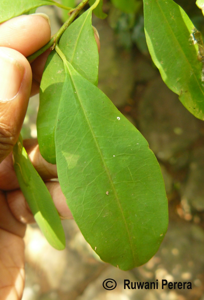 Erythroxylum novogranatense (D.Morris) Hieron.